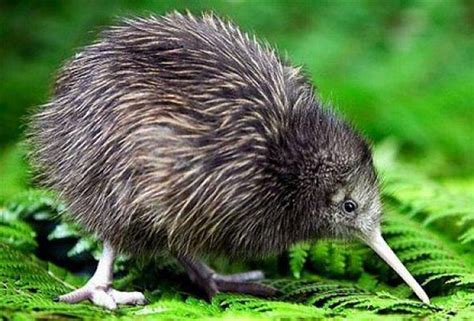 The Curse of the Kiwi: Exploring the Cultural Significance and Symbolism of New Zealand's Flightless Bird